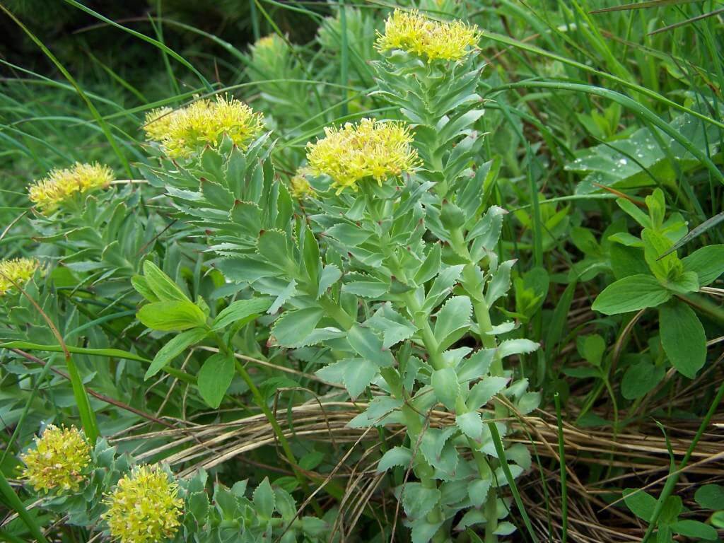 Rhodiola Rosea