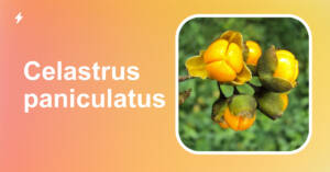 celastrus paniculatus