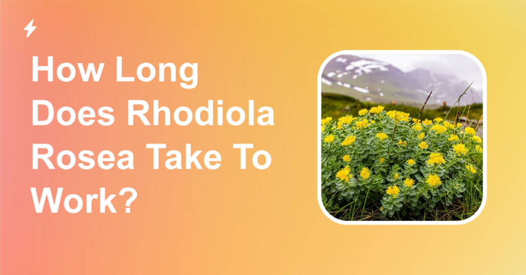 How Long Does Rhodiola Rosea Take To Work?