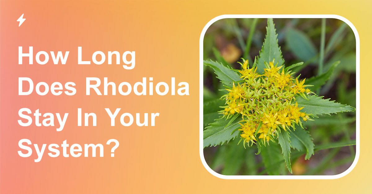 how long does rhodiola stay in your system