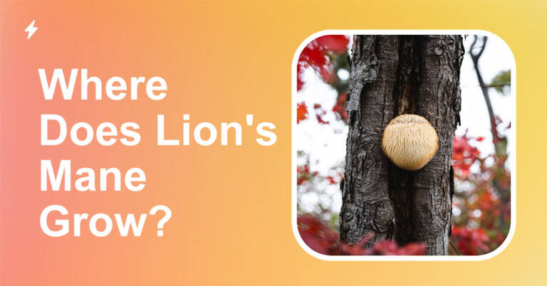 where does lion's mane mushroom grow
